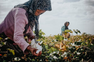 Xinjiang cotton