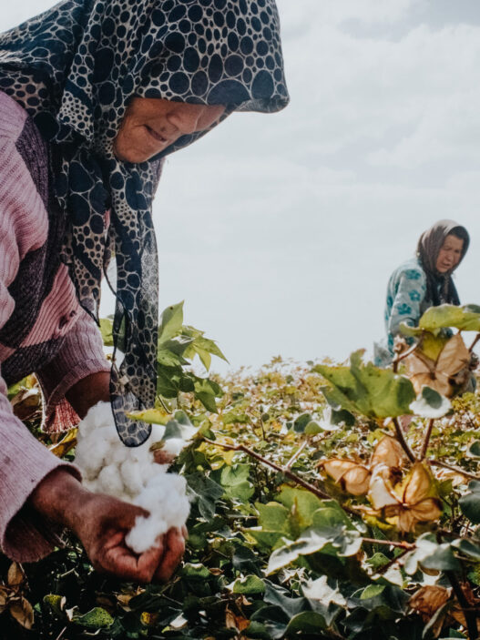 Xinjiang cotton