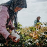 Xinjiang cotton
