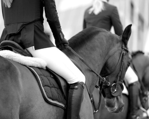 equestrian
