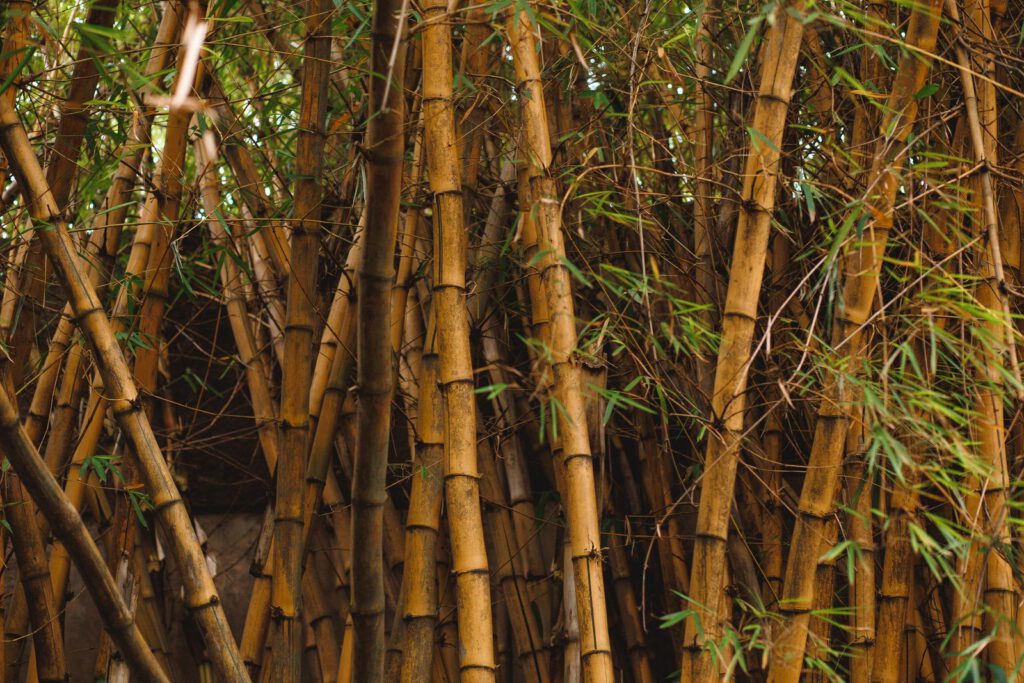 Dense grove of tall golden bamboo stalks with green leaves, the plant behind most bamboo fabric