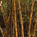 Dense grove of tall golden bamboo stalks with green leaves, the plant behind most bamboo fabric