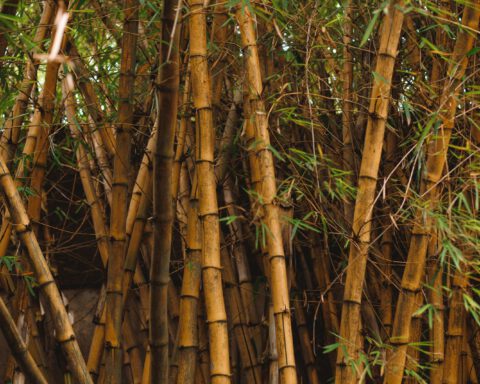Dense grove of tall golden bamboo stalks with green leaves, the plant behind most bamboo fabric