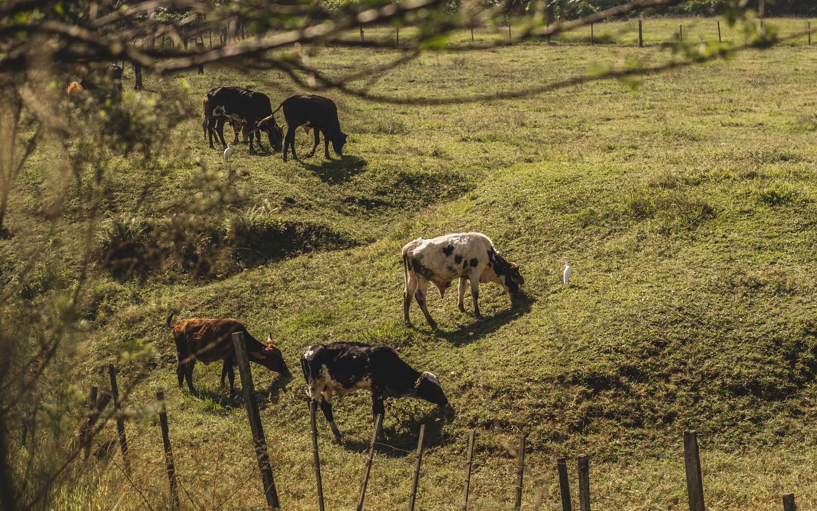 Cattle grazing on a sloping green pasture behind a wire fence with trees framing the view